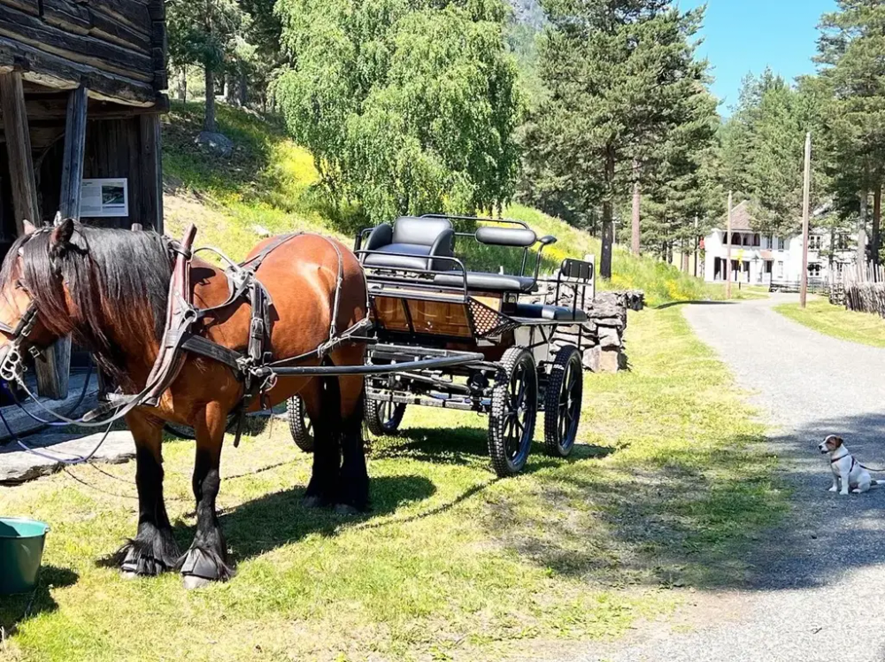 Bildet viser en hest i museumsparken.