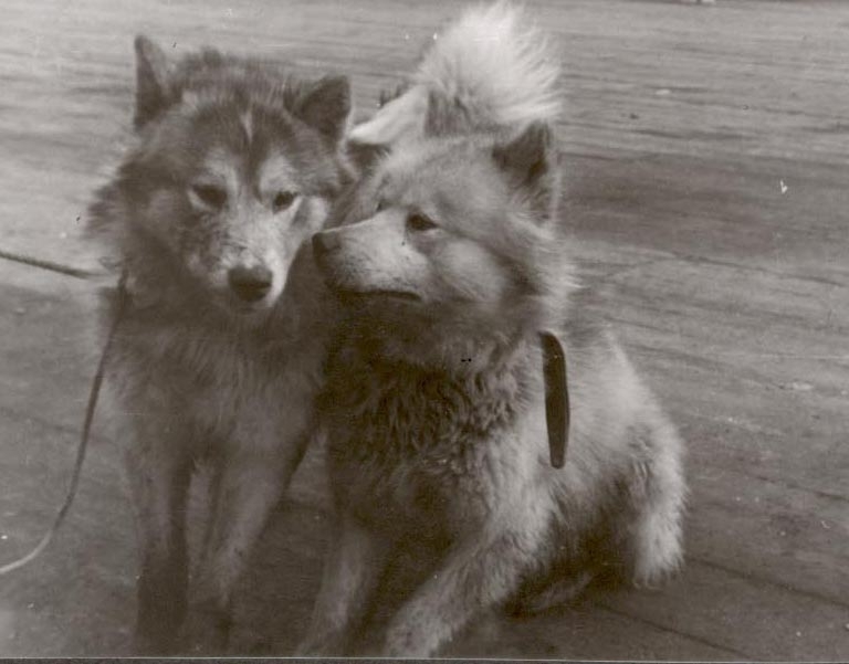 ”Truls” og ”Bamse”(hunder). Foto fra Catherine Bjellands album. Original retunert til giver.