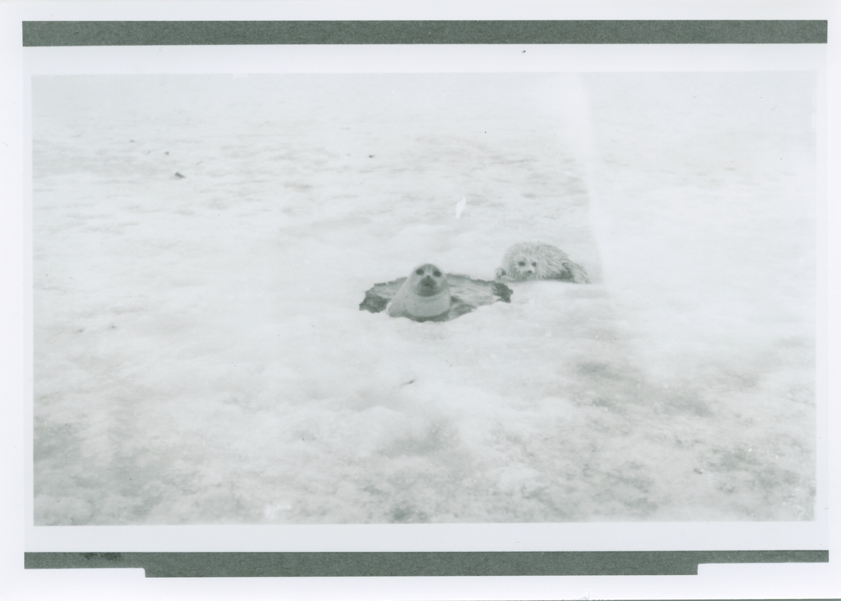 Amundsenekspedisjonen 1925. Seler på isen. Bilder fra album som tilhørte Johan Mattson. Fotograf er Amundsens medbragte fotograf, navn ukjent.