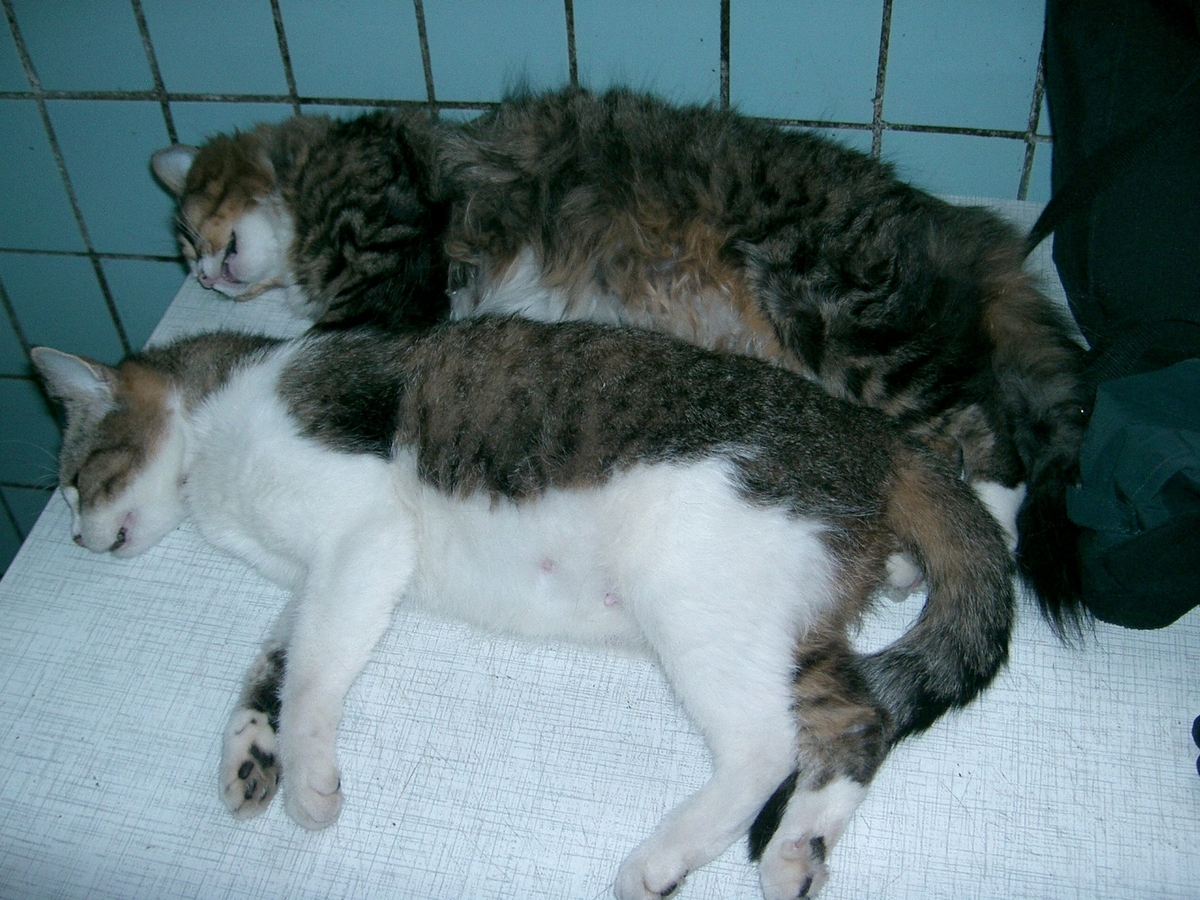 Veterinærtur i Barentsburg. Kattene under bedøvelse.