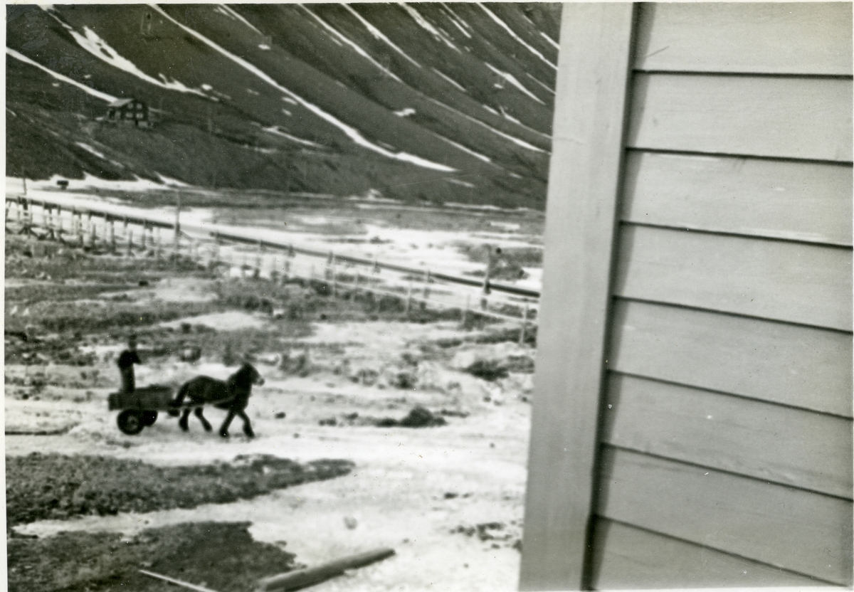Hest med vogn i Nybyen. En mann står på vogna. I bakgrunnen  rørgata fra Nybyen til Sverdrupbyen. Kan også se et av husene i Sverdrupbyen. Ca. 1953.