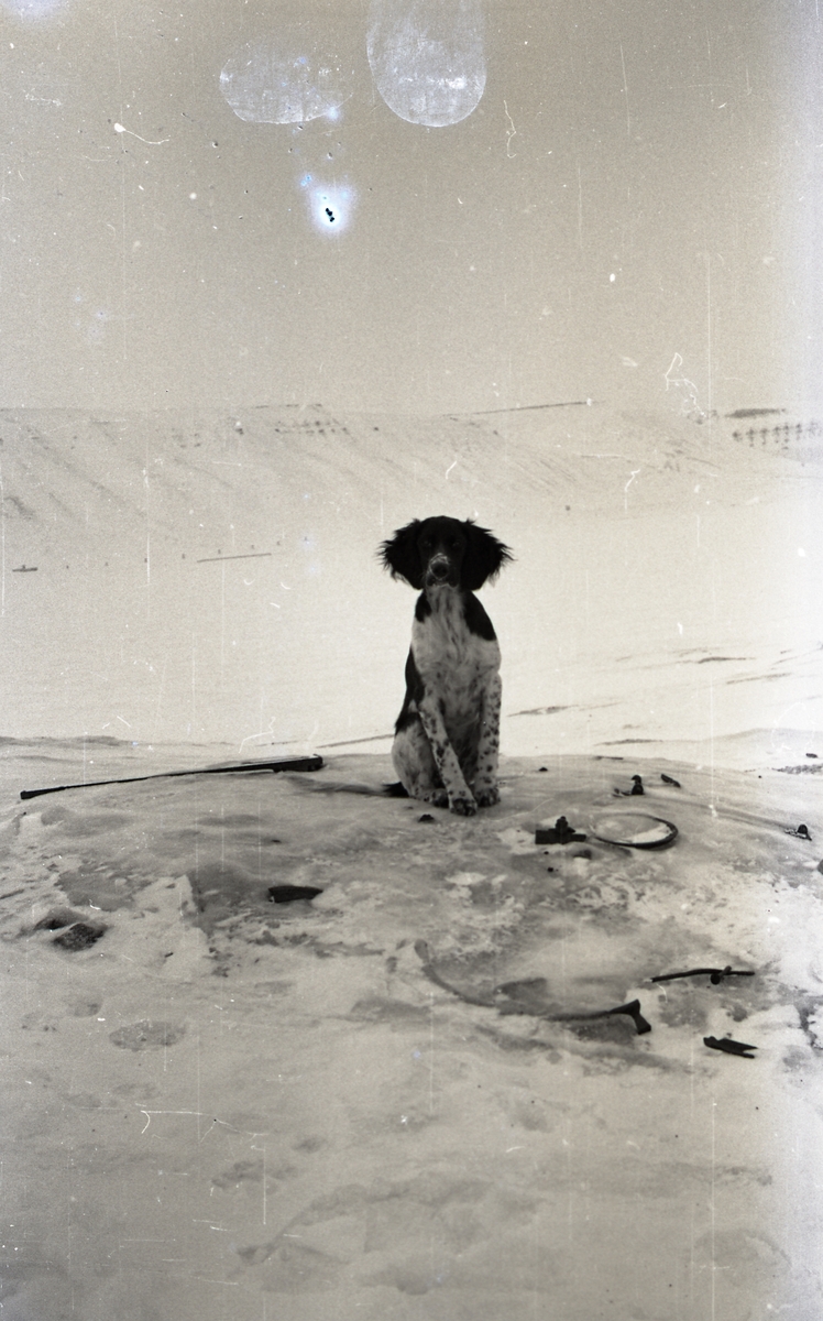 Familien Askvik på hyttetur på Førstehytta i Adventdalen ved Operafjellet i påsken 1959. Hunden Heidi