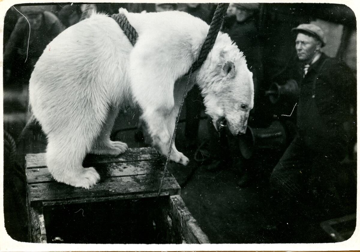 Levende isbjørn blir fanget i sjøen. Mulig fra rømming fra dyrehage i Tromsø, 1954