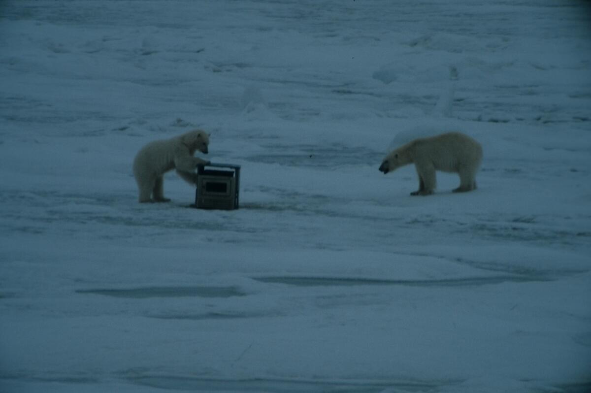 To isbjørner leker med hverandre.