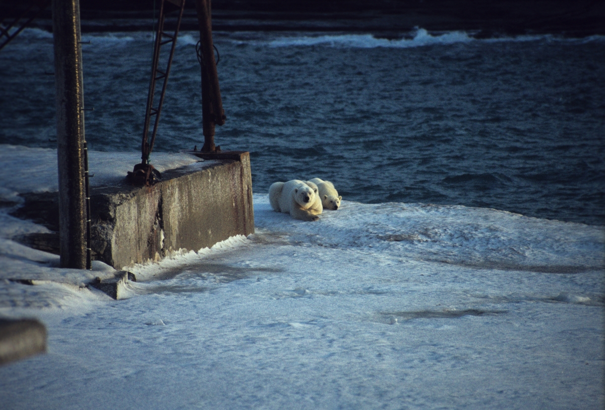 To isbjørner ved stasjonsbebyggelser.