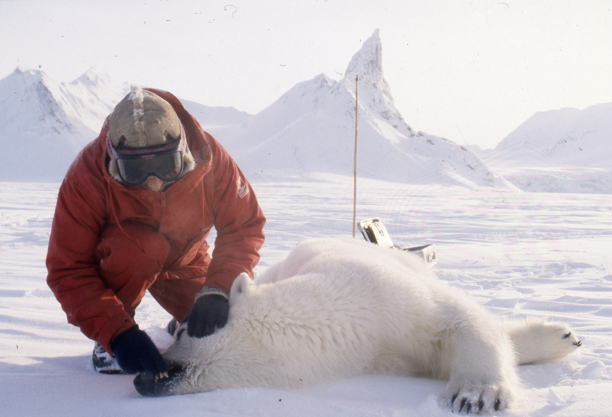 Bilder fra arbeid med isbjørnmerking. Isbjørnbinne som blir utstyrt med radiohalsbånd, tannsjekk.Fjellet Bautaen i bakgrunnen