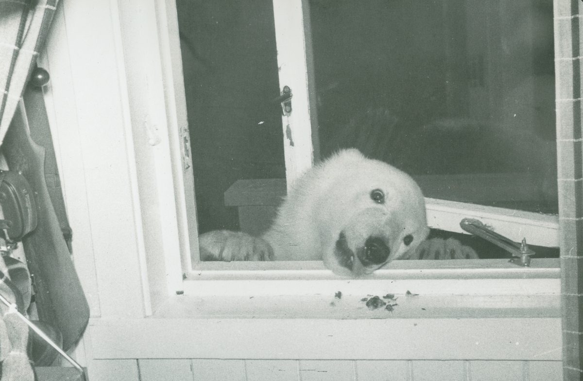 En isbjørn ser gjennom vindu.