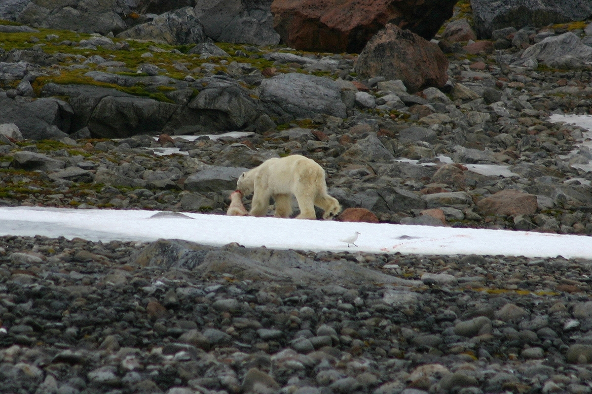 Isbjørnhann tar unge. Tatt fra ekspedisjonskipet Professor Molchanov i Eidsbukta.