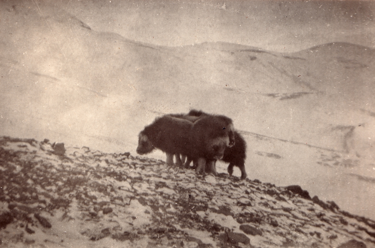 Musk Oxes on Spitsbergen - released in the wild in 1929 but extinct today. Bilder tatt av Walter Göpfer under opphold på og reise til Svalbard i perioden 1926-1933.Bildene er gitt til museet av barnebarnet Helmut Rasch.