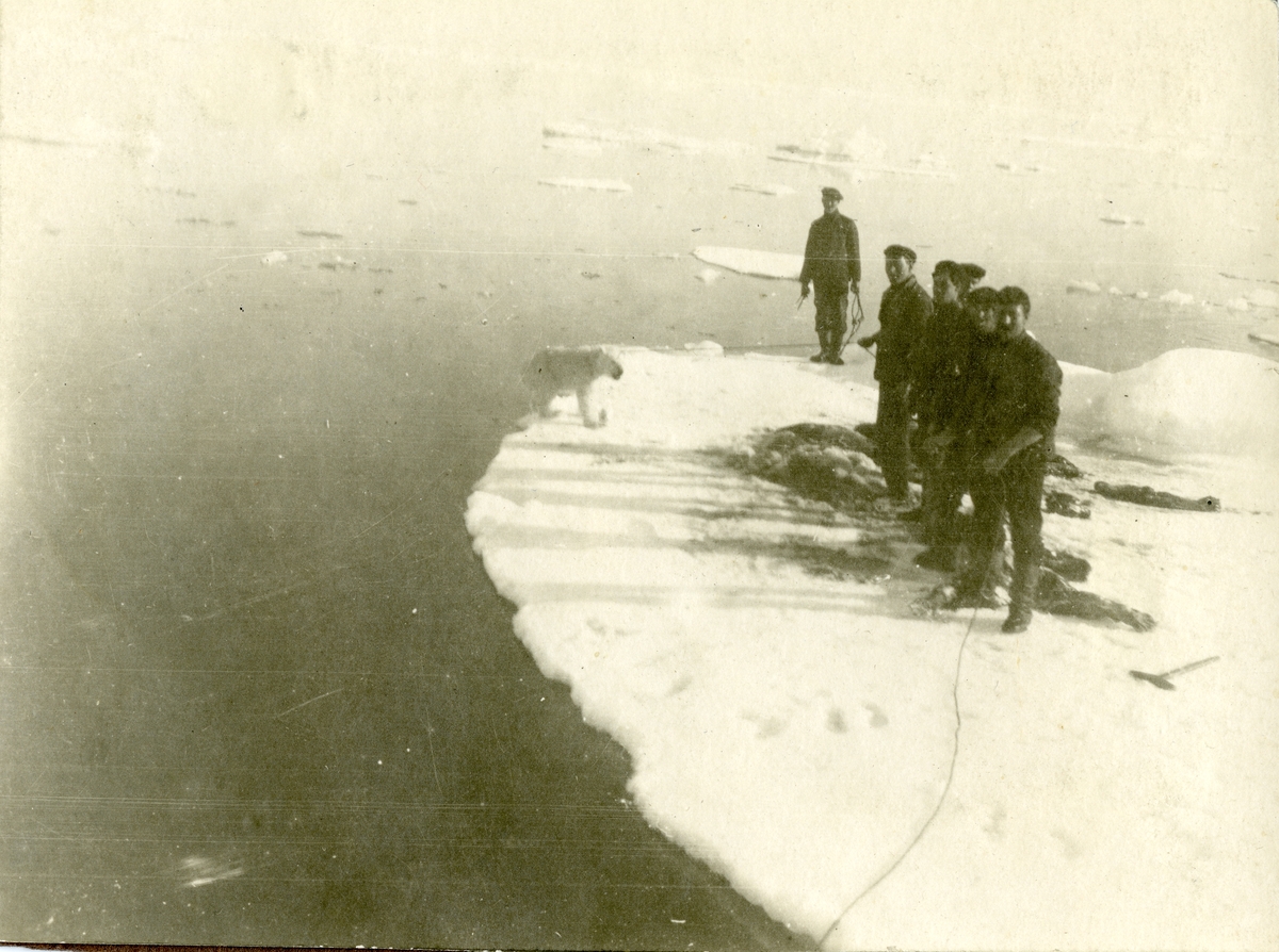Fotografier tatt av Waldemar Kræmer(1884-1947). Fastbundet isbjørnunge på isflak.