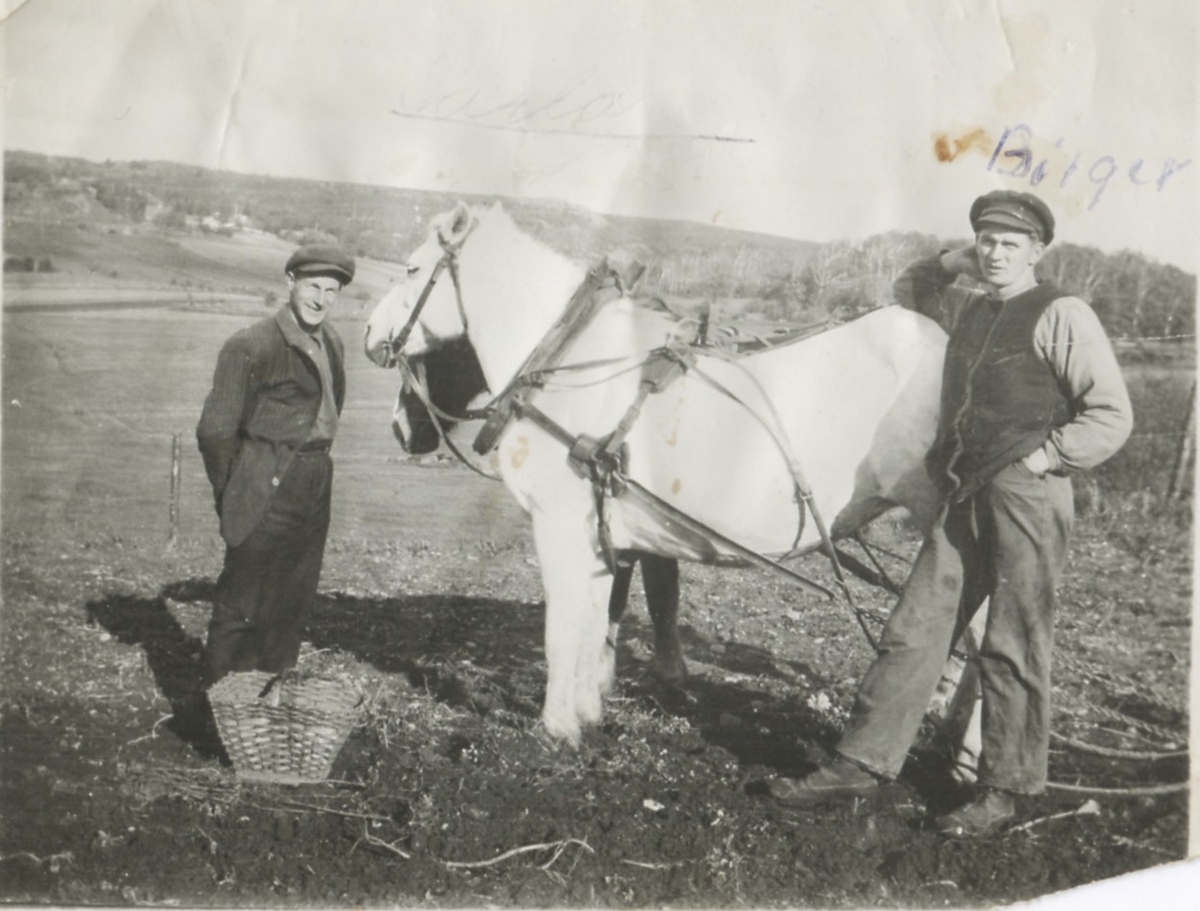 Tollered/Heljered okänt årtal. Från vänster: Herman Gustafsson, Tollered, och Birger Pettersson (1891 - 1970), Högen. Männen står vid två arbetshästar på åkern. I bakgrunden ses Backen.