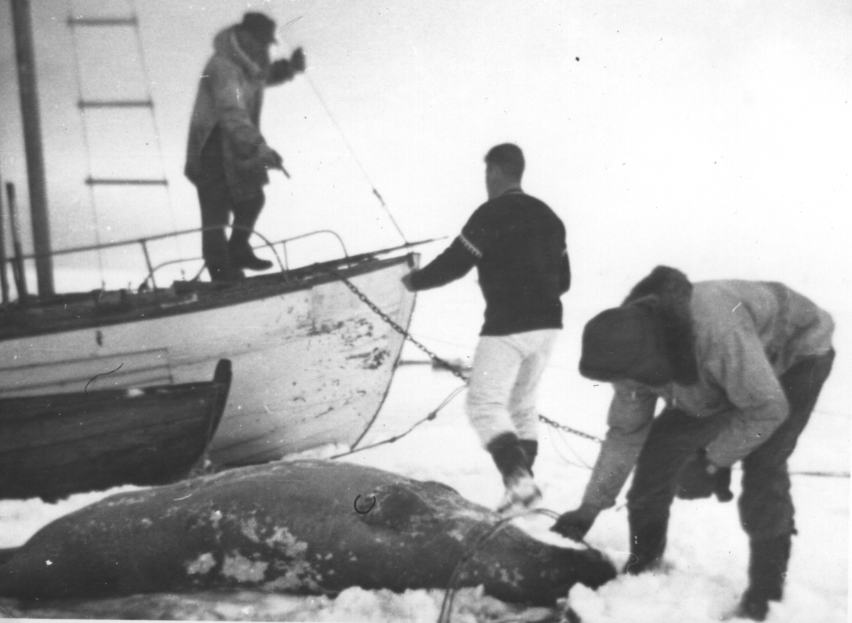 Tre personer, båten Hvitfisk og en mindre båt ved iskanten. Seljakt.