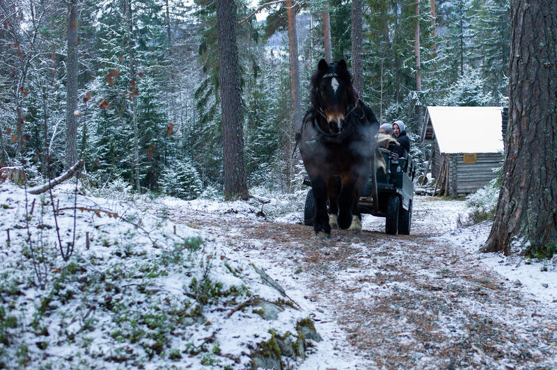 Hestekjøring under Jul i stuene.