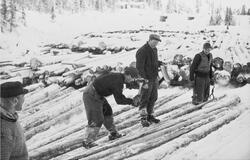 Tømmermerking ved Lauvåstjenn i 1959. Fra venstre: Odd Rugla