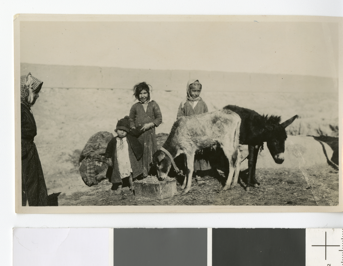 Tre jenter med esel og kalv. Fotografi tatt/ samlet i forbindelse med Elisabeth Meyers bok; En Kvinnes ferd til Persia.
