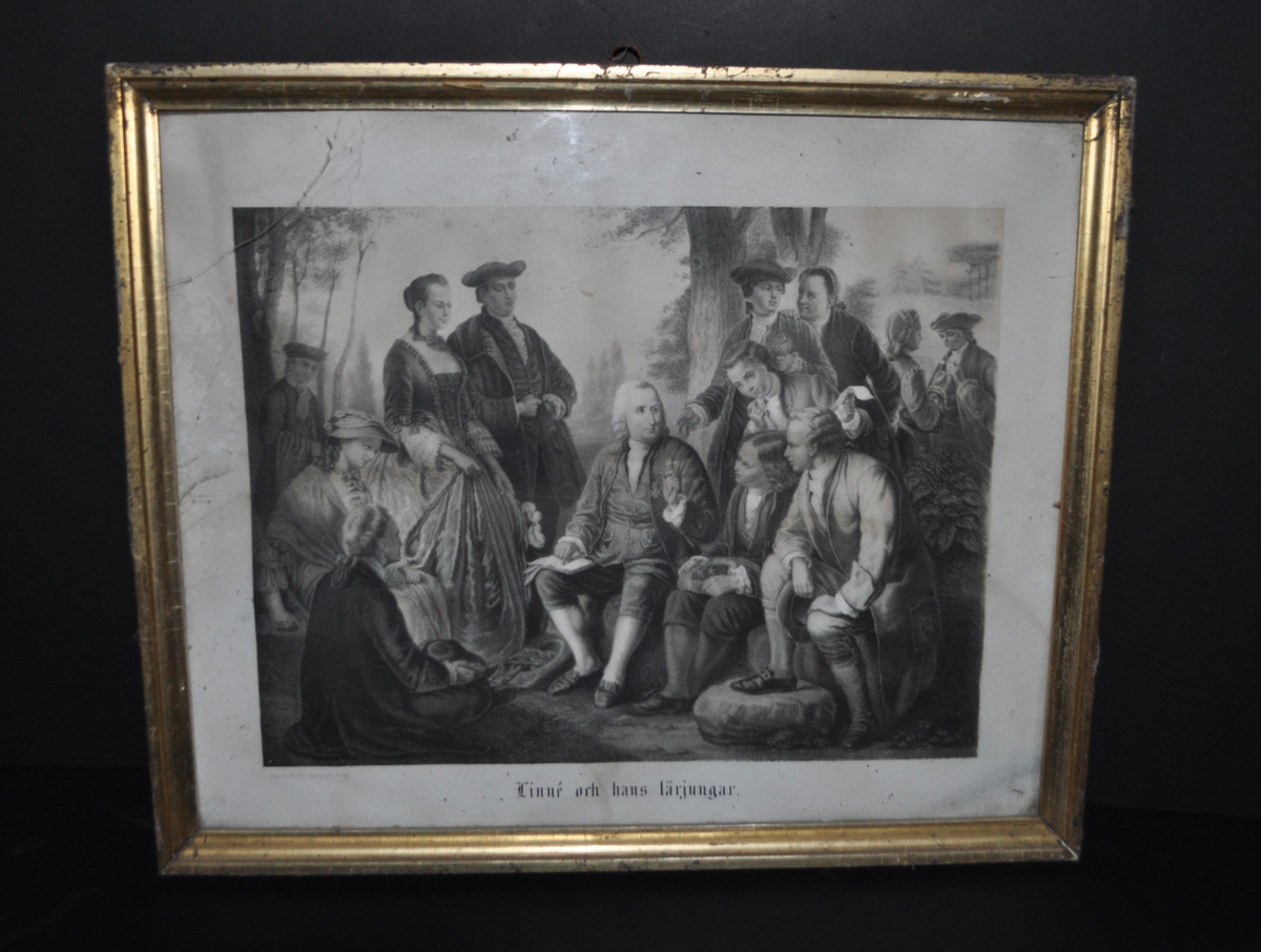 Litografi föreställande Carl von Linné och hans lärjungar