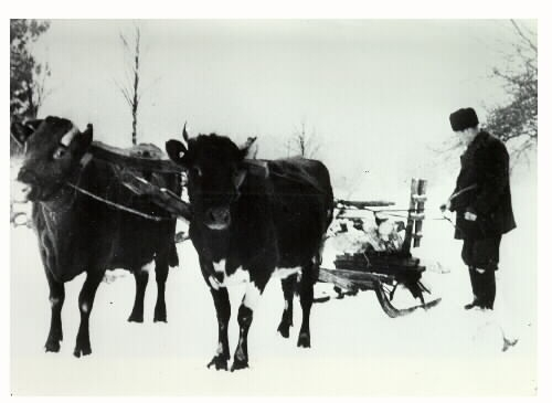 "Körning med kor och släde, i snö, i Krogsered 1960." En man och två kor som drar en släde i snön. Okänd fotograf.