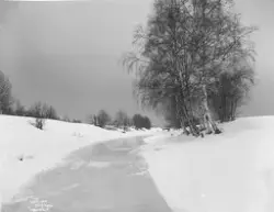 Prot: Bjerkene ved den frosne elv Feb.1902