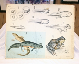 Olansje. Papp. Rektangulær. To hull med metallring på ene langside. Hyssing til oppheng. Illustrasjon av utvikling av frosk og salamander fra egg til utvokst. Romertall fra I-VIII.