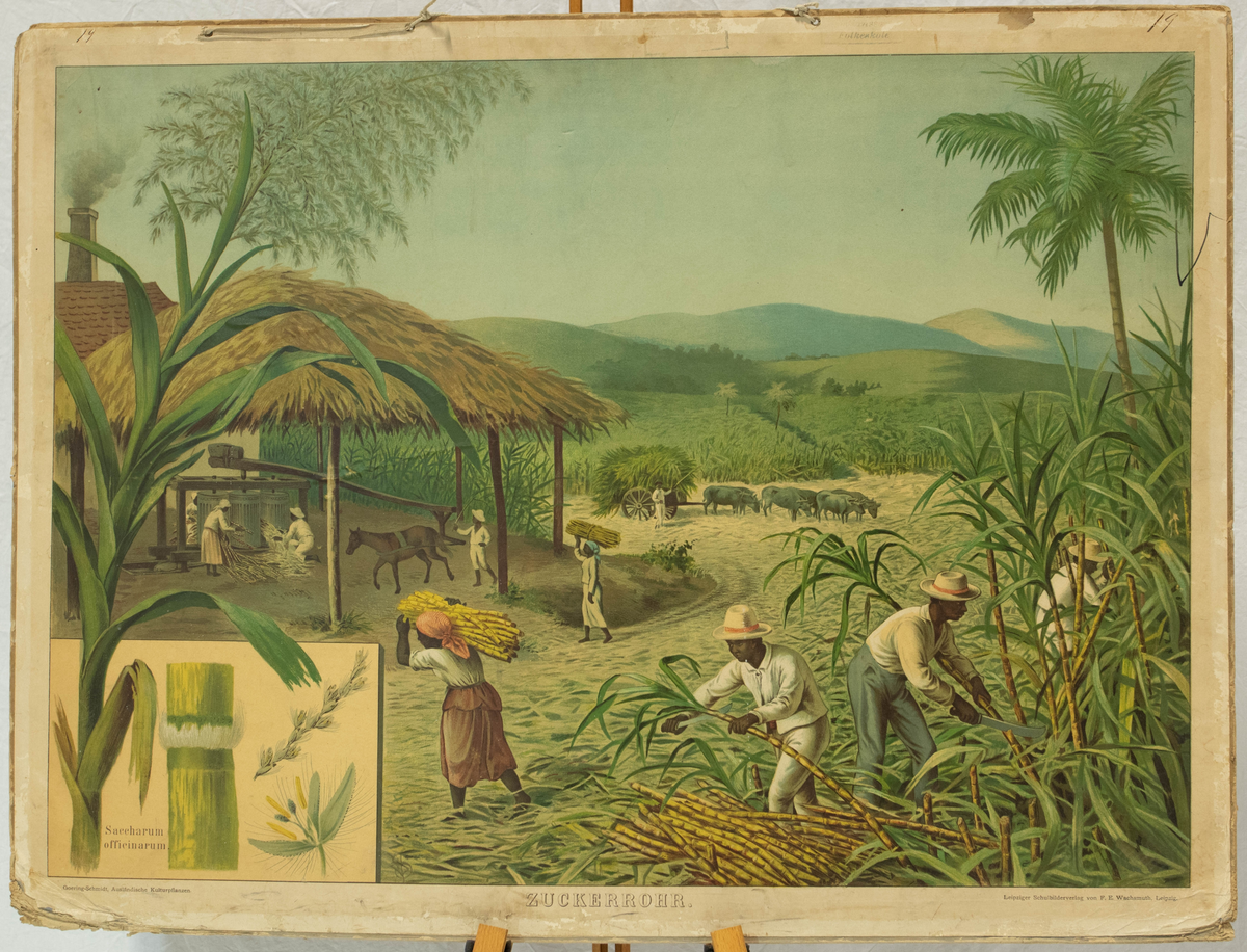 I midten vises en scene fra en sukkerrør-plantasje, med store jorder ved et hus.  Det er mange mennesker som jobber på jordene. Ved huset er det synlig en sukkerrørpresse drevet av en hest. I det nedre venstre hjørnet av  plansjen er det eksempler av sukkerrør