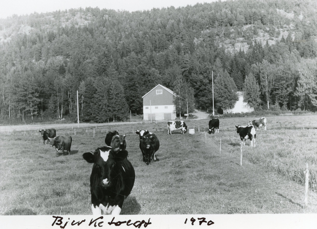 Husdyr på beite på Bjerketvedt i 1970