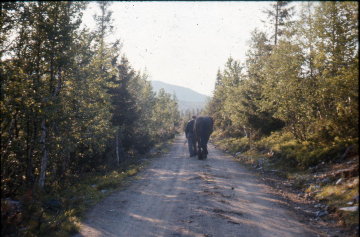 På vei til fjells
Sigurd Smette og &quot¤Svarten&quot¤ på veien i Langevaslia mot Imle.
