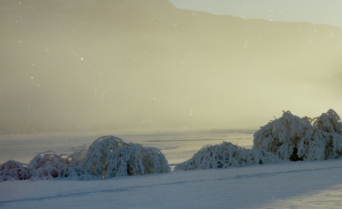 Landskap
Vinterbilde fra Nesbyen
