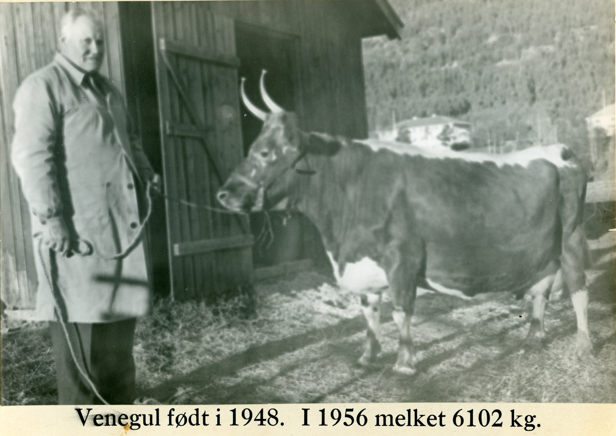 Husdyr. Nils Østenfor med telemarkskua Venegul på Røyremyr. Kua melket i 1956, 6102kg. Nils var bestefar til Eirik Thorberg.
