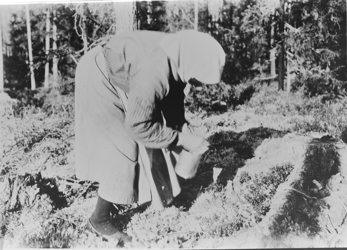 Live Heljesdatter Skinnemoen plukker tyttebær, antagelig ved Eidalsroa i 1924. På føttene har hun "pampusur". 