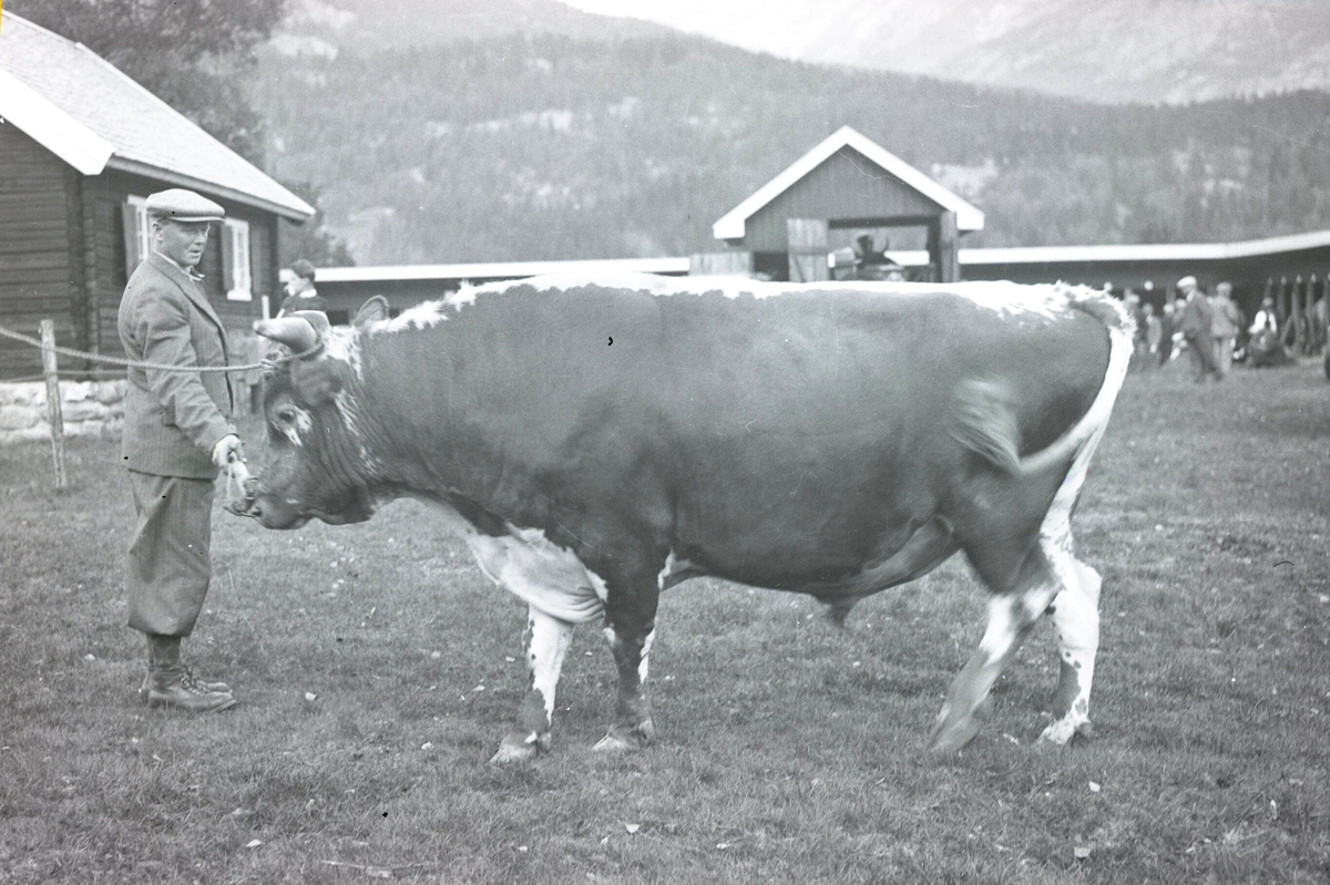 Oksar på Dyrskun i 1920-åra.  Foto av fylkesagronom Karsten Baardset.