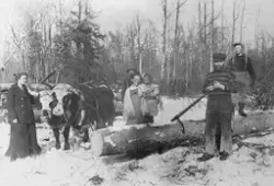Tømmerkøyring med oksar i Amerika.  
Ivar Kummen (f. 1879) t