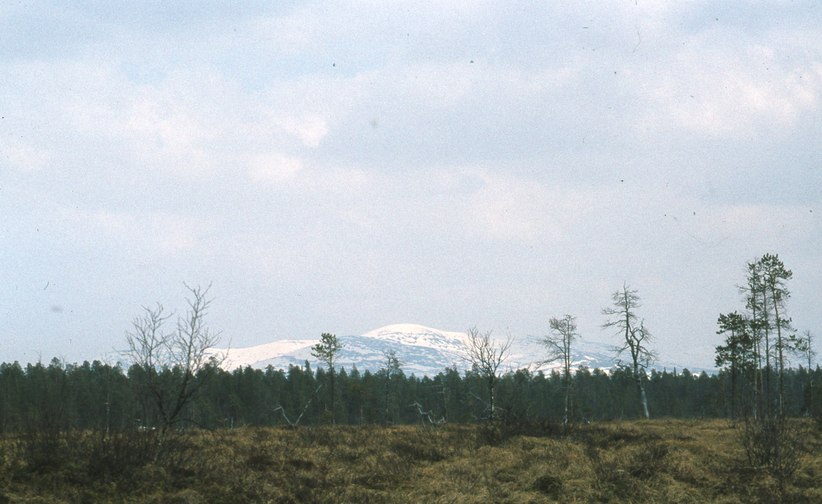 Elv, landskap Tufsingdalen 1983 Elv.Natur og landskap