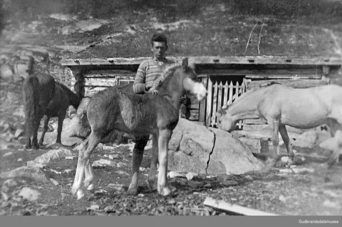 Per Storbråten (f. 1909) med hestar på Mysubytta