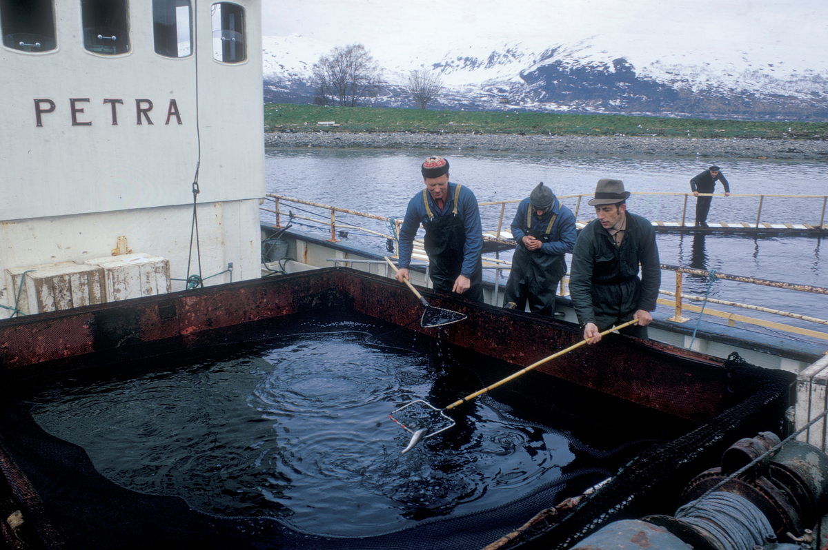 Unifisk, Tromsø 1974 : Småfisk håves ut av/over i et kar på vekk