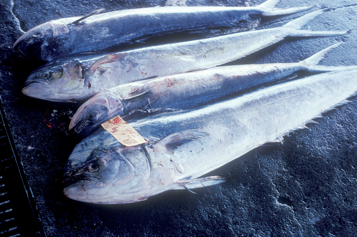 Motiv fra Japantur, fisk til salgs på markedet