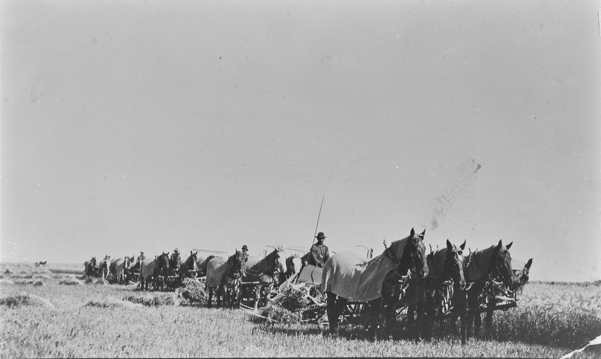 Skuronn med fem selvbindere i rekke, i Minnesota omkring 1900. Asbjørn Langerud sitter på første binder.