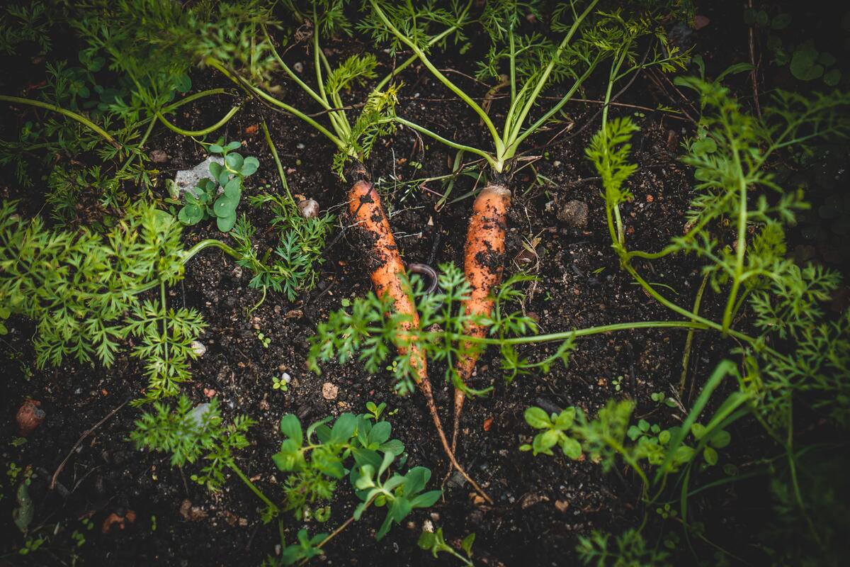 Foto av to gulrøtter som ligger på et bed med mørk jord.