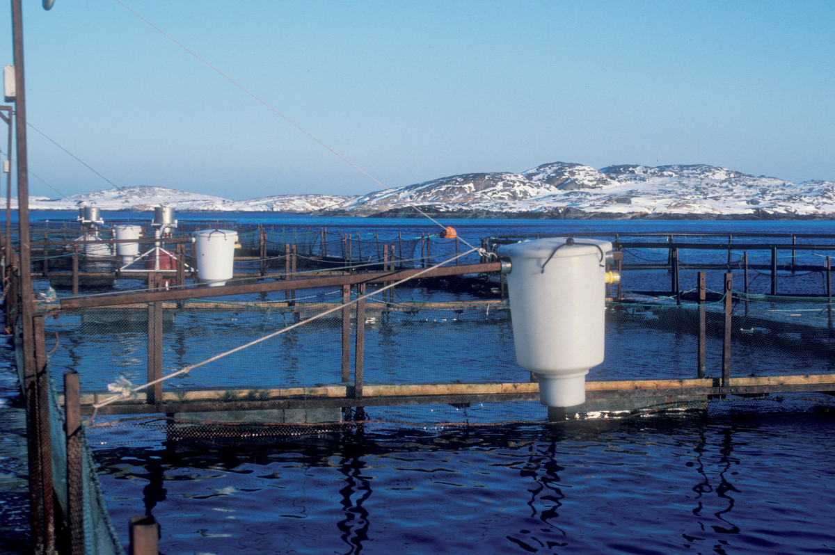 Firkantede oppdrettsmerder på sjøen med tilhørende fôringsutomater