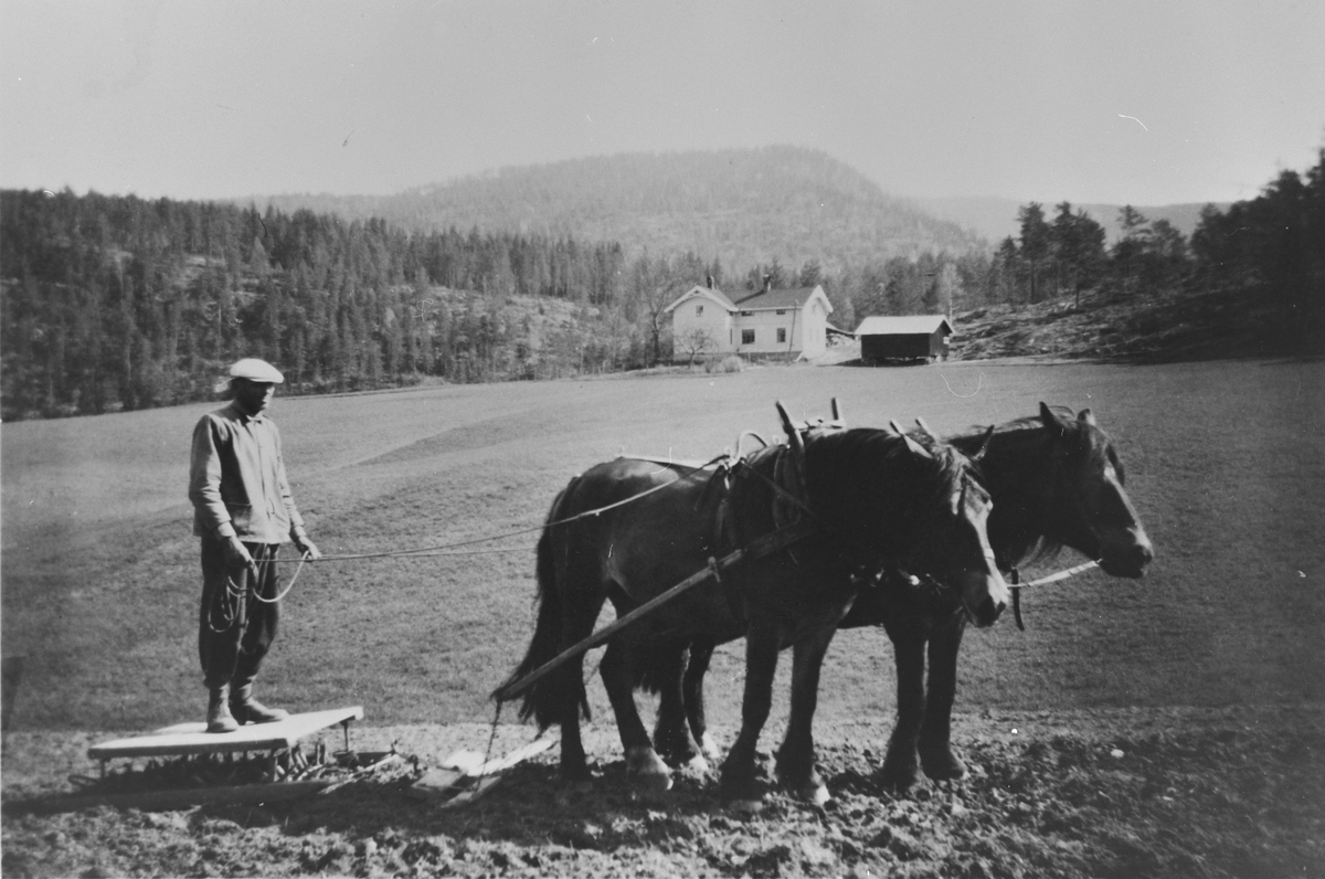 Rulleharving med tospann, på Saurud ca.1946. Knut Elverum med hestene Svarta og Bruna.