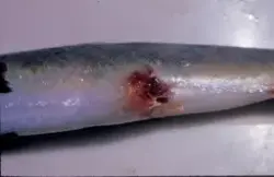 Nærbilde av skadet fisk