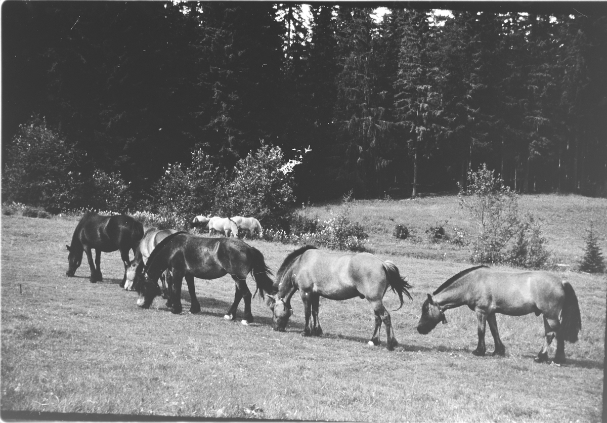Hester på beite på Dalen under Eikje, rundt 1968.