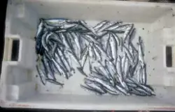 En kasse med døde småfisk
