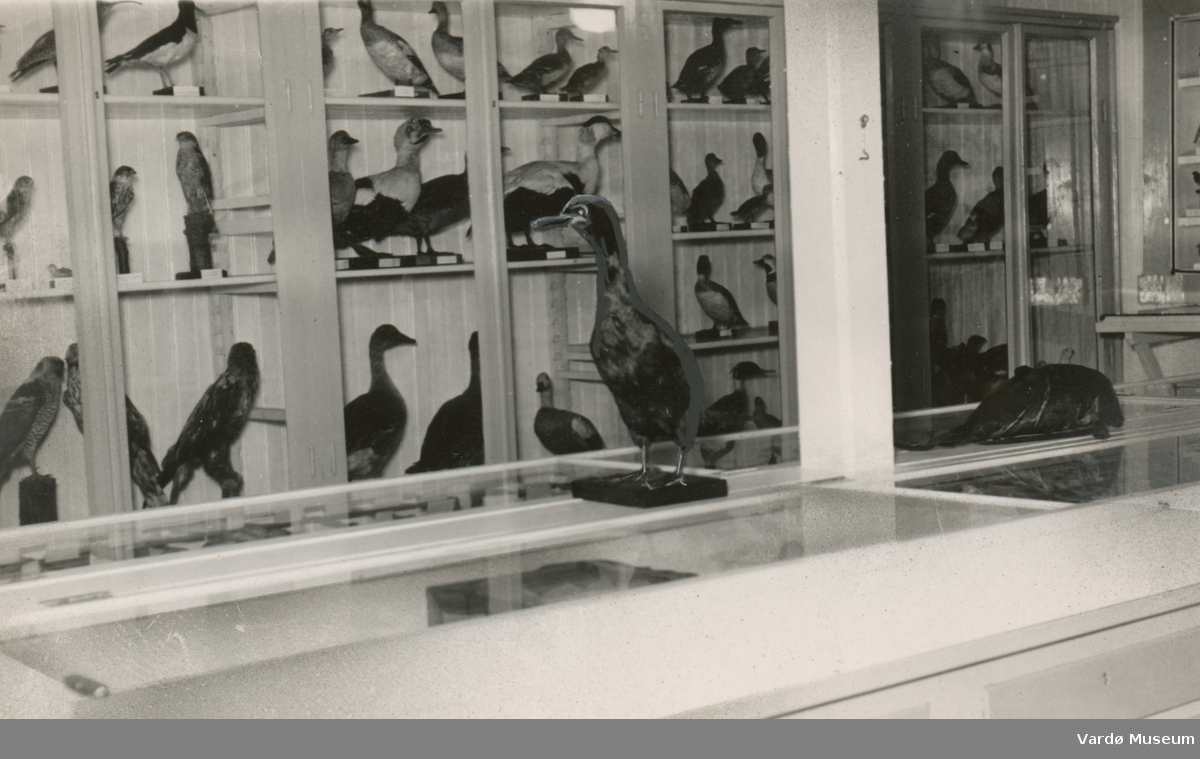 Vardøhus museums fuglesamling, utstilt i kystvernbrakka på Vardøhus festning