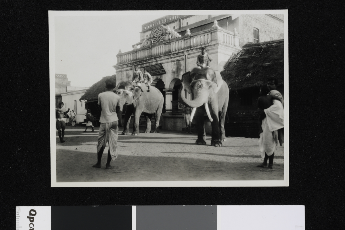 Menn rir på elefanter, India. Fotografi tatt i forbindelse med Elisabeth Meyers reise til India 1932-33.