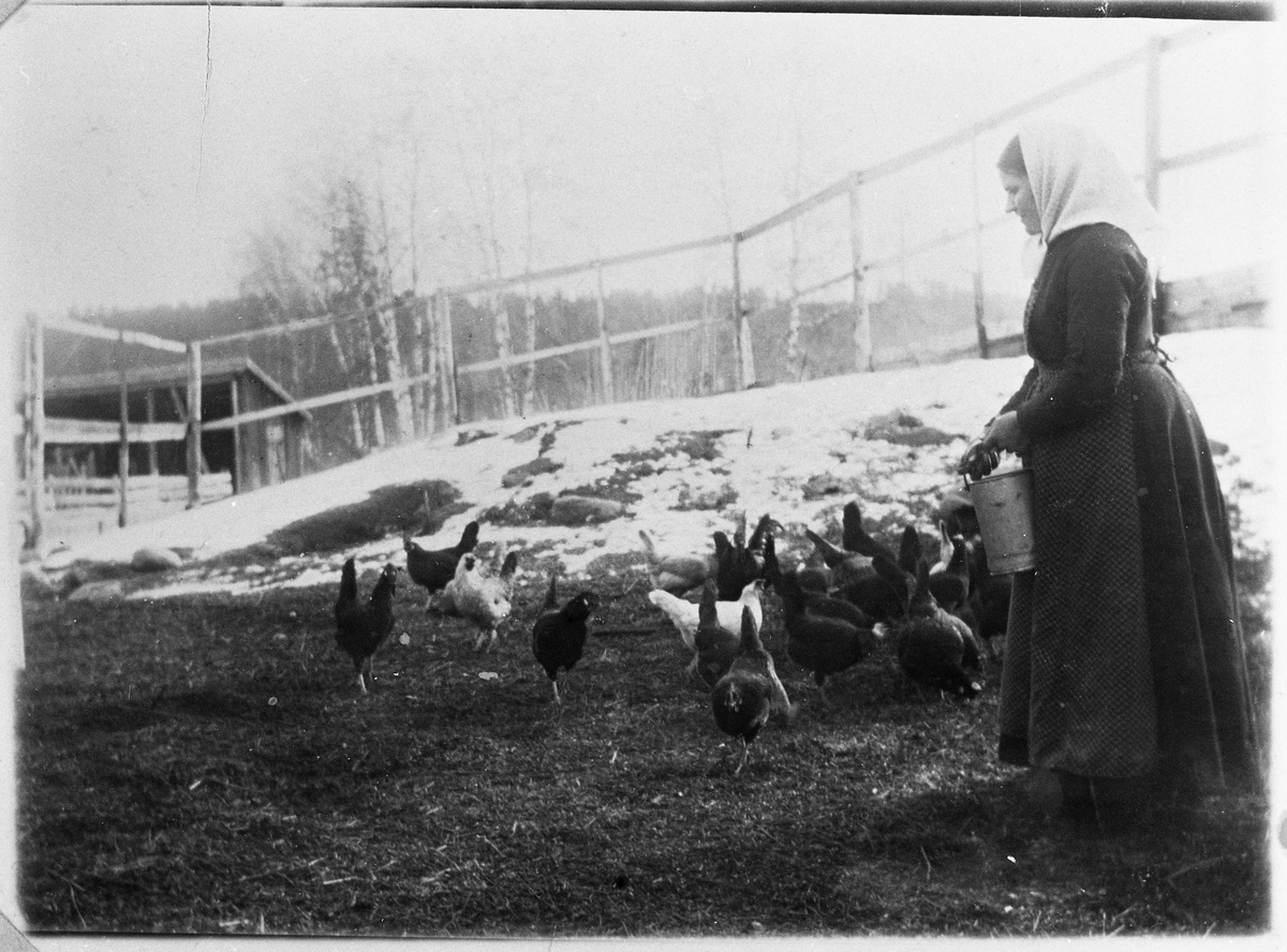 Marie Raabe født Igelsrud forer høner. I bakgrunnentil venstre er et skjul.