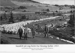 Saudrift fra Fåvang fjellet 1957