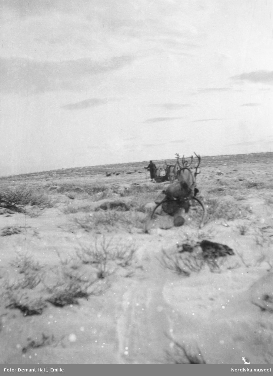 En kvinna, Siri (Sara) Turi, med sina renar, sin raid, innan vinterflyttningen fortsätter. Troligen vid Laimo. Bilden ingår i en serie fotografier tagna av Emilie Demant Hatt i Sapmi mellan åren 1907 och 1916.