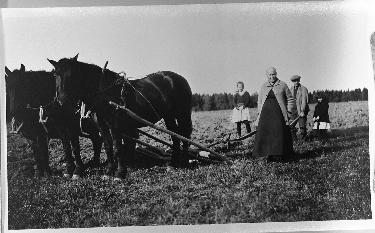 Pløying med hester ca. 1920. Personene er Hans Blilie og Oleane Blilie (f.Bjugstad), samt to yngre som er på besøk.
