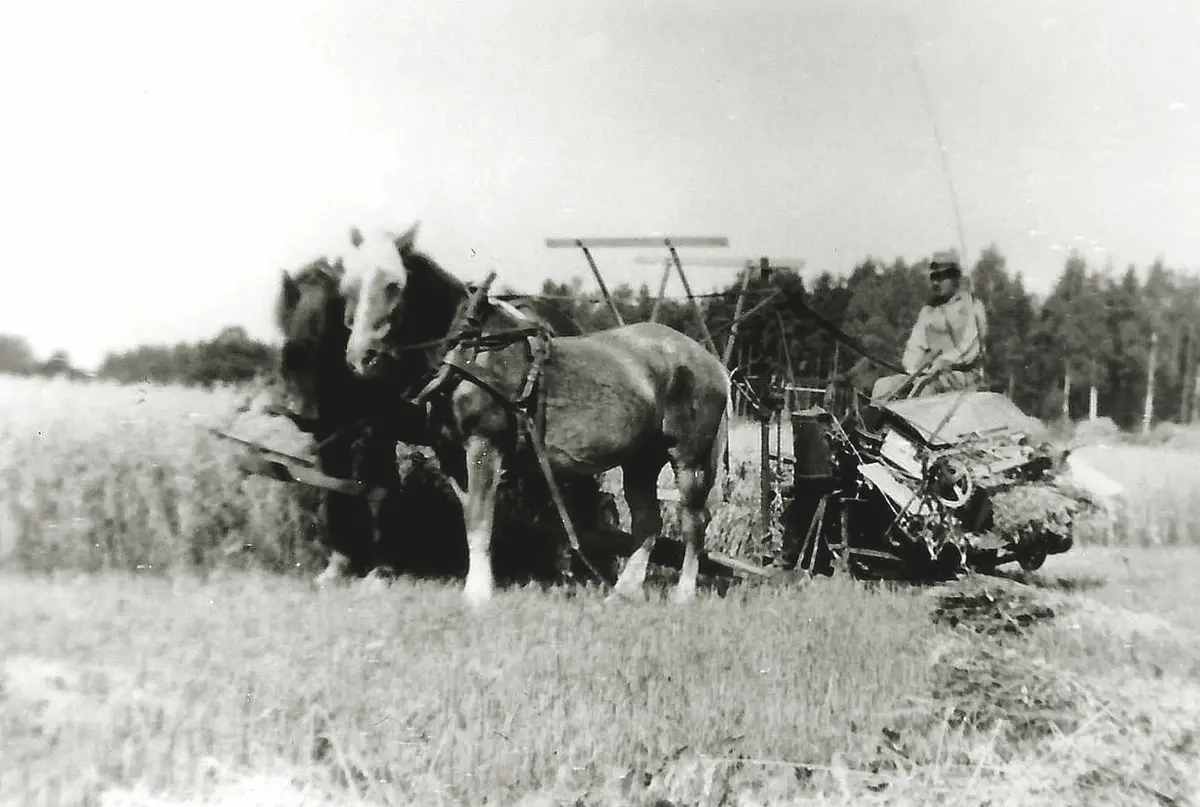 Spannmålsskörd, Sten Carlsson på självbindaren. 1930-tal, hästarna heter Tora och Flora.