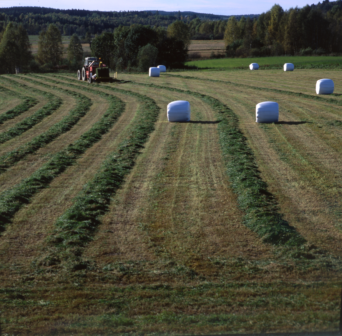 En traktor arbetar med att göra ensilagebalar på en gräsåker.